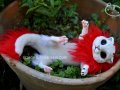 newborn_dragon_spirit__for_sale_today_evening__by_lisatoms-d62ljng.jpg